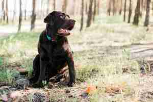 Бесплатное фото Счастливая черная собака в природе