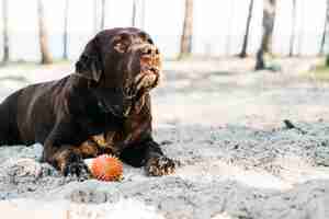 Free photo happy black dog in nature