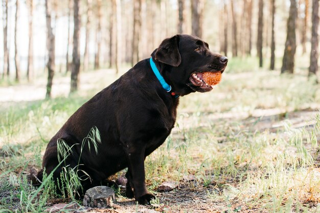 Happy black dog in nature