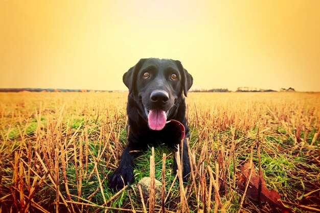 Happy black labrador.