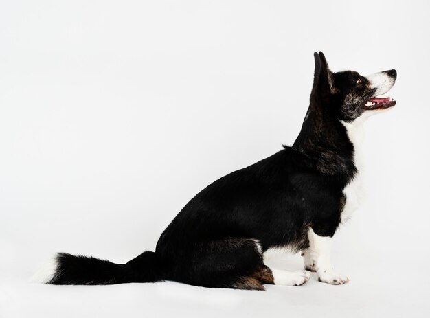 Happy Cardigan Welsh Corgi facing sideways