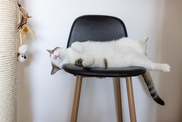 Счастливый кот лежит на кожаном кресле рядом с когтеточкой