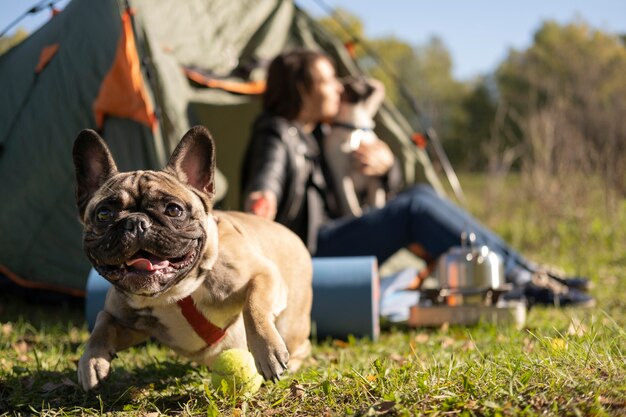 Happy cute dog playing outdoors