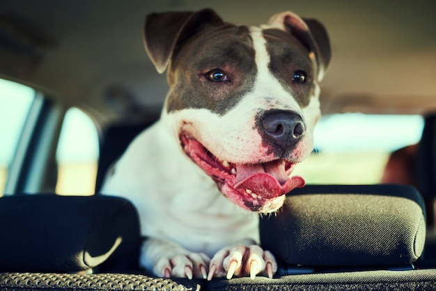 Happy dog enjoying the view during road trip