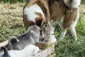 Free photo happy dog family which fears neither woe nor trouble and will be together until the very end