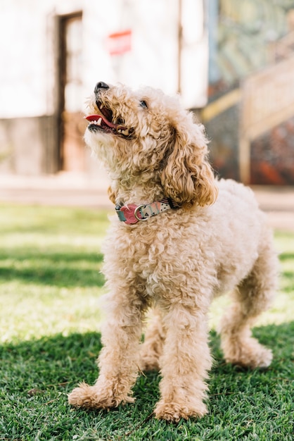 Foto gratuita cane felice divertendosi nel parco