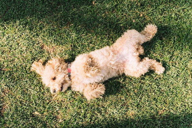 Happy dog having fun in the park