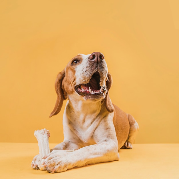 彼の足で骨を保持している幸せな犬