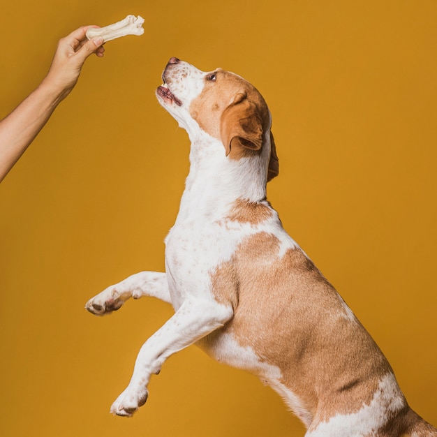 Бесплатное фото Счастливая собака прыгает, чтобы достичь кости