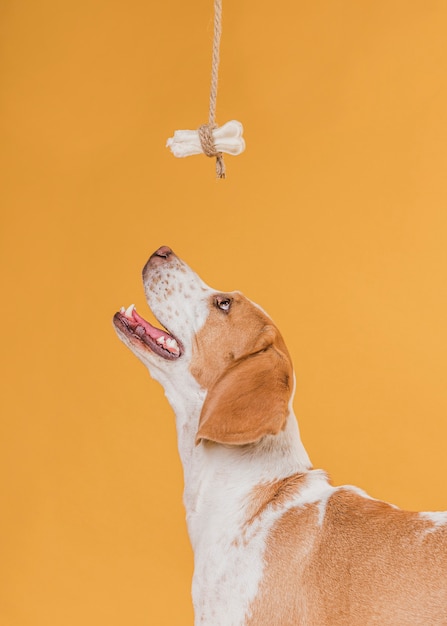 Happy dog looking up at a bone