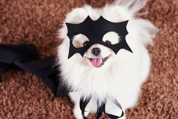 Happy dog in superhero costume