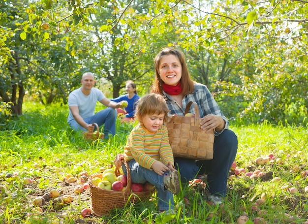 Счастливая семья собирает яблоки