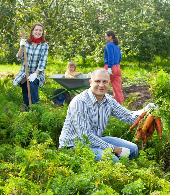 Happy family is picking carrots