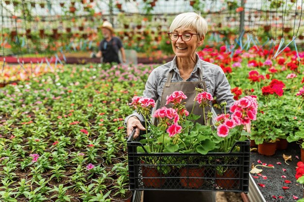 Счастливая женщина-ботаник, несущая ящик с цветами в горшках во время работы в теплице