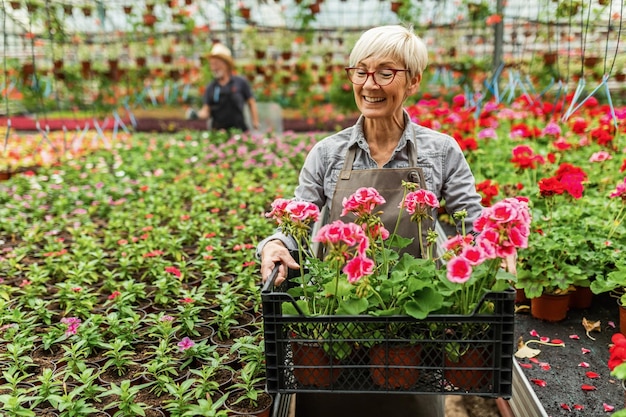 Счастливая женщина-ботаник, несущая ящик с цветами в горшках во время работы в теплице
