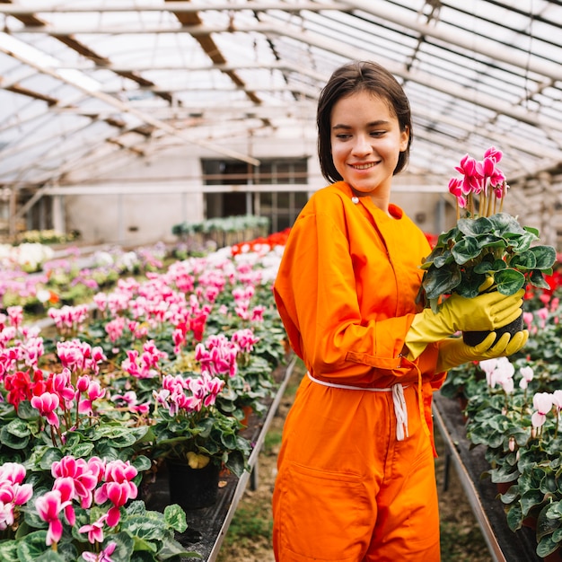 Happy female gardener with pink flower pot standing in greenhouse