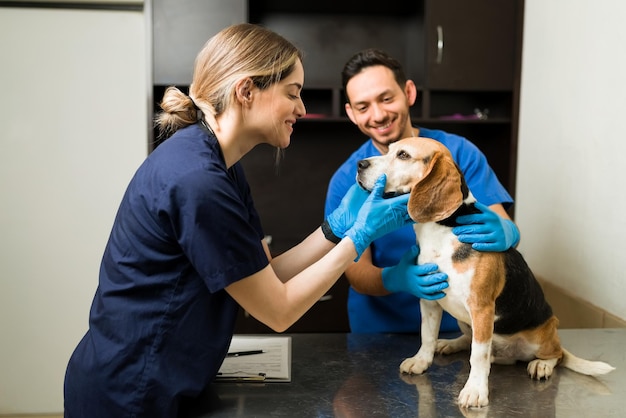 행복한 여성 수의사는 시험대에서 웃고 있는 아름다운 비글 개를 쓰다듬어 줍니다. 병원에서 건강한 애완동물을 검사하는 동안 애완동물을 안고 있는 전문 수의사