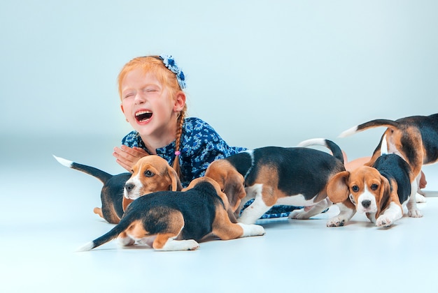 The happy girl and beagle puppies on gray wall