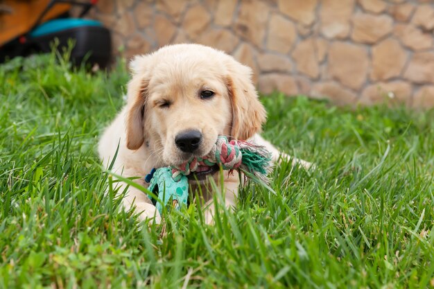 Happy golden retriever is lying in the green grass backyard and playing with a toy.