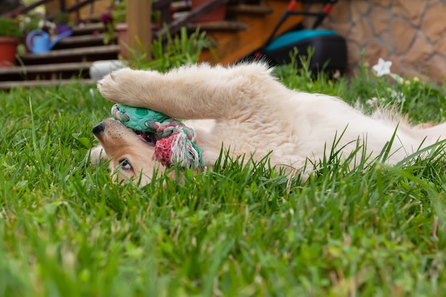 Happy golden retriever is lying in the green grass backyard and playing with a toy.