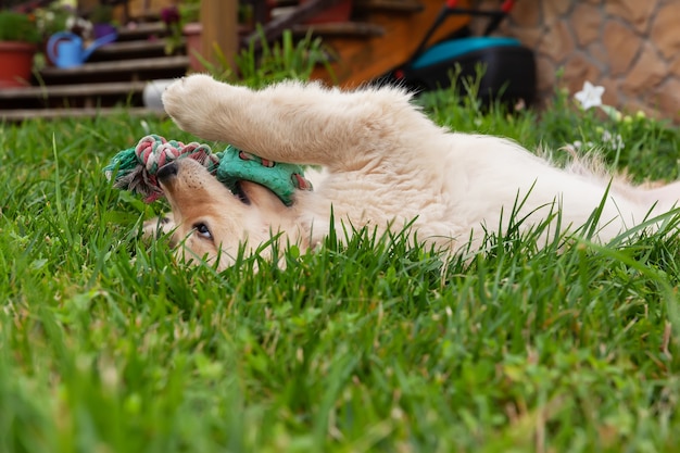 Happy golden retriever is lying in the green grass backyard and playing with a toy.