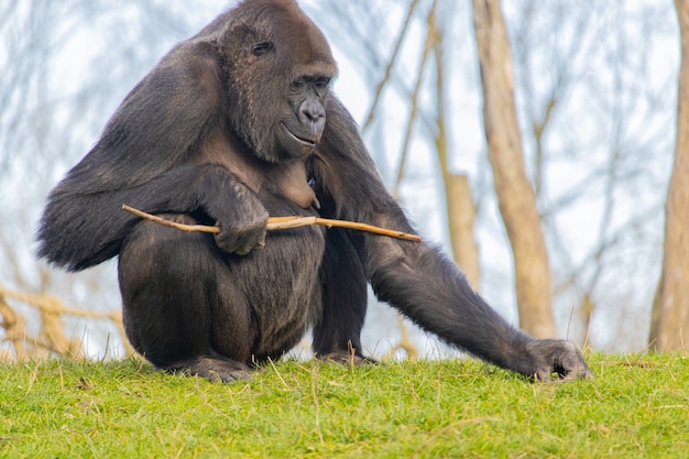 Happy gorilla on a field of grass holding a stick