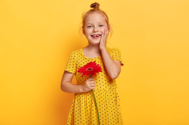 Happy little child with ginger hair bun, touches gently cheek, wears fashionable yellow polka dot dress, holds red gerbera, wants to give flower for her mommy, has cheerful expression. Bright colors