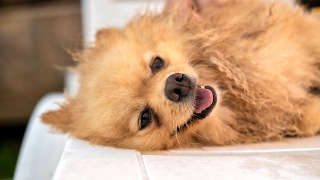Happy lying pomeranian with wet yellow fur and opened mouth