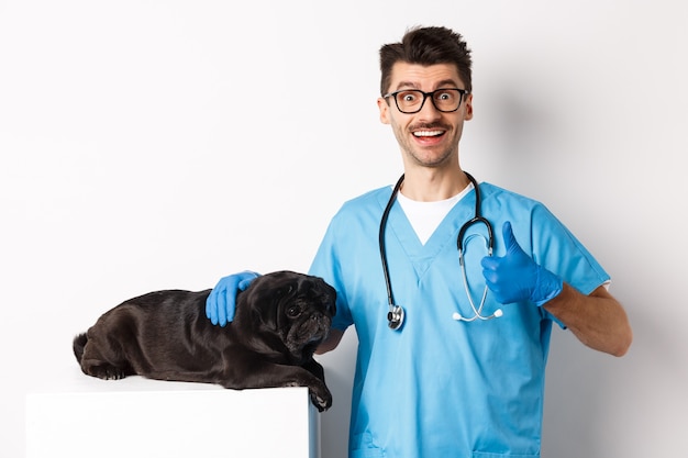 幸せな男性医師の獣医がかわいい黒犬のパグを調べ、承認を得て親指を立て、動物の健康に満足し、白い背景の上に立っています。