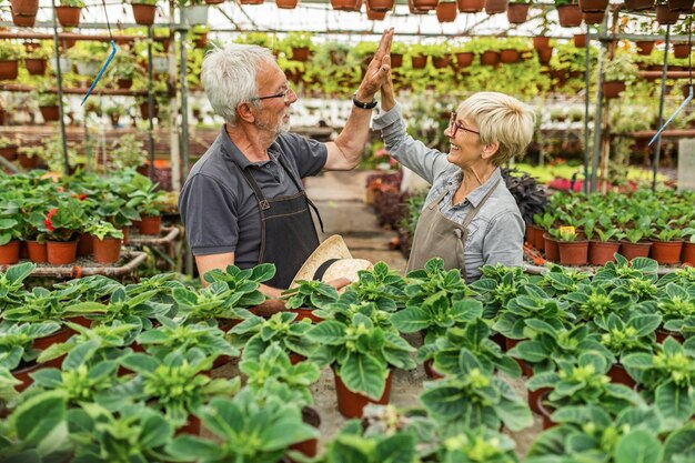 Happy mature gardeners giving highfive to each other while working with plants in a greenhouse