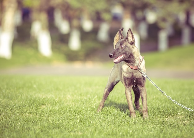 Foto gratuita felici cani da compagnia che giocano su erba