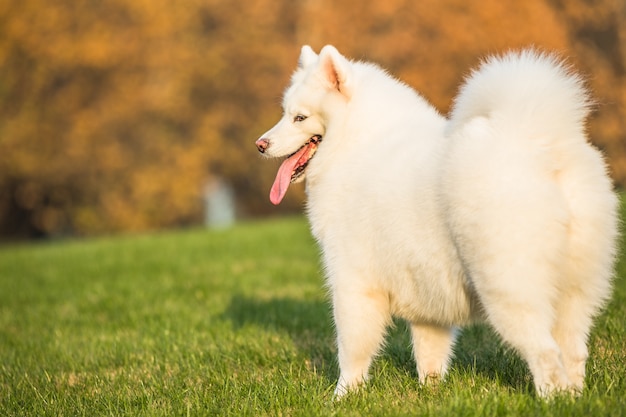 Foto gratuita felici cani da compagnia che giocano su erba