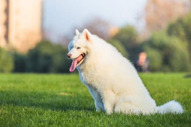 草で遊んでいるハッピーなペットの犬