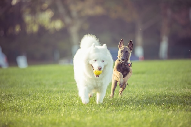 Счастливые домашние собаки, играющие на Траве