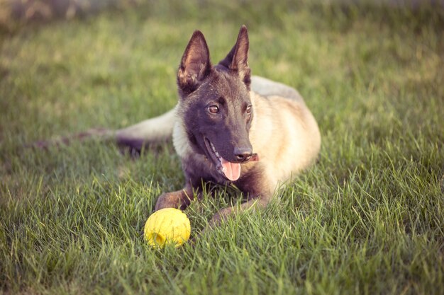 Happy pet dogs playing on Grass