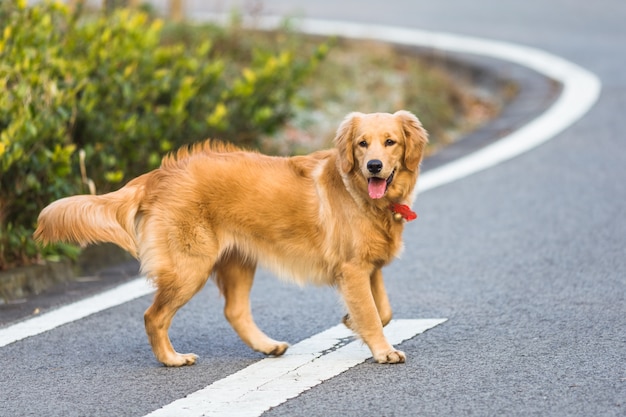 Foto gratuita felici cani da compagnia che giocano in un parco