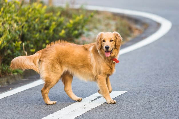 Dog to Buy for the First Time