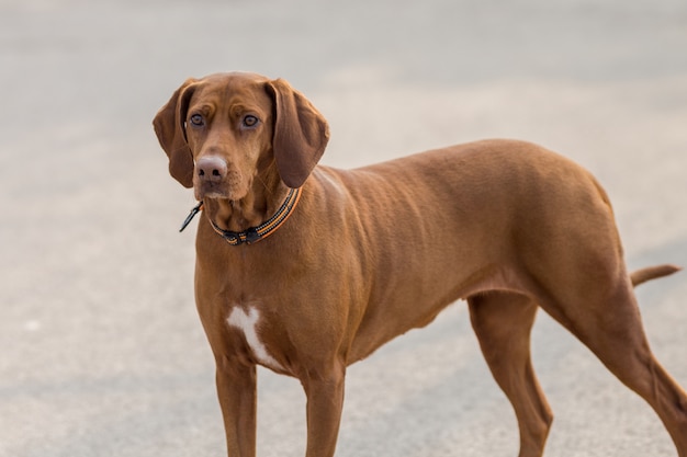 Felici cani da compagnia che giocano in un parco