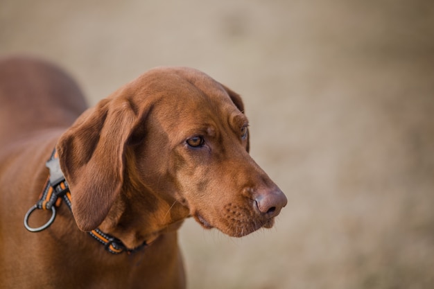 Foto gratuita felici cani da compagnia che giocano in un parco