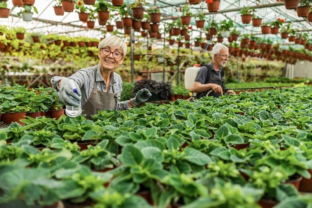 Happy senior florist spraying potted flowers while working in plant nursery