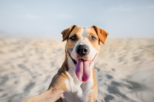 happy smiling dog