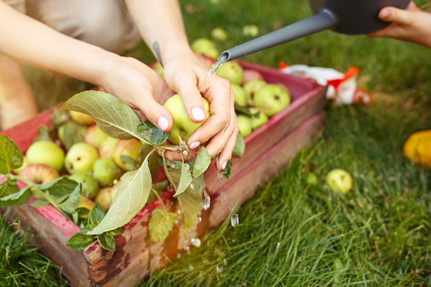 The happy young family during picking apples in a garden outdoors