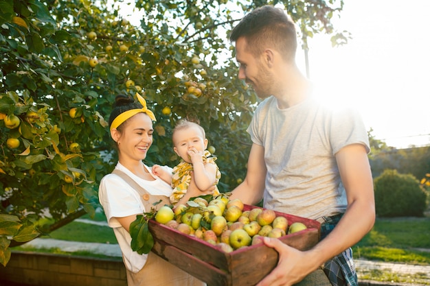 The happy young family during picking apples in a garden outdoors