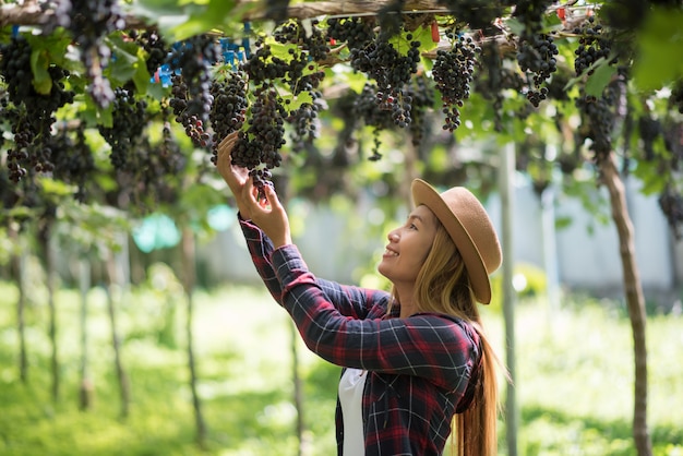 Giardiniere felice delle giovani donne che tiene i rami dell'uva blu matura