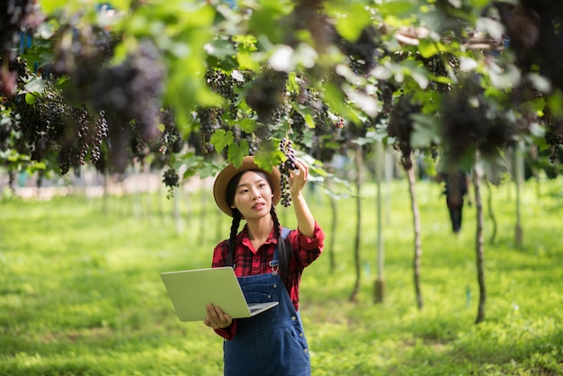 Счастливый садовник молодых женщин держа ветви зрелого голубого винограда