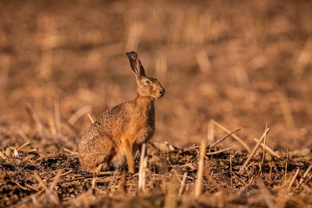 Free photo hare in the beautiful light on green grasslandeuropean wildlife wild animal in the nature habitat czech republic lepus europaeus