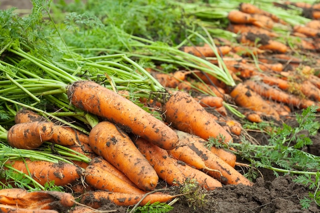 Free photo harvest of carrots