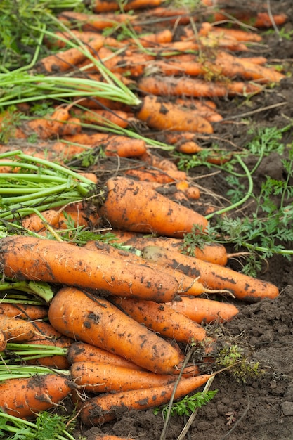 Free photo harvest of carrots