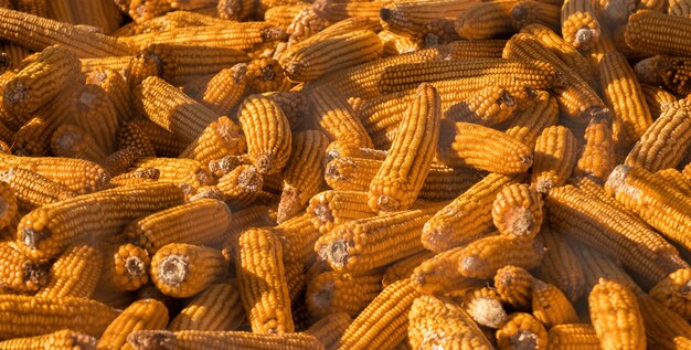 Harvested corn cobs at golden hour