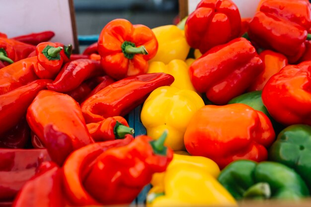 Harvested fresh red; yellow and green pepper vegetables